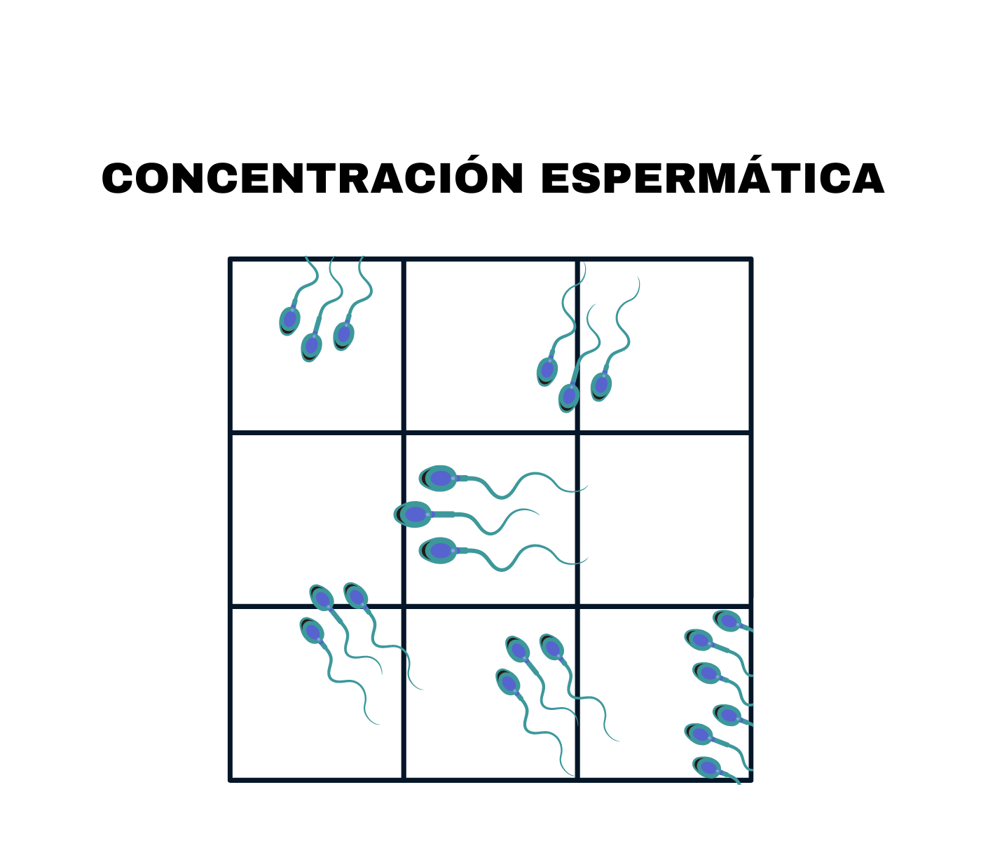 Concentración de esperma en inseminación artificial
