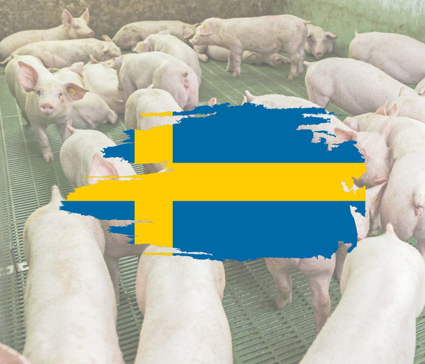 La Peste Porcina Africana se detecta en Suecia por primera vez