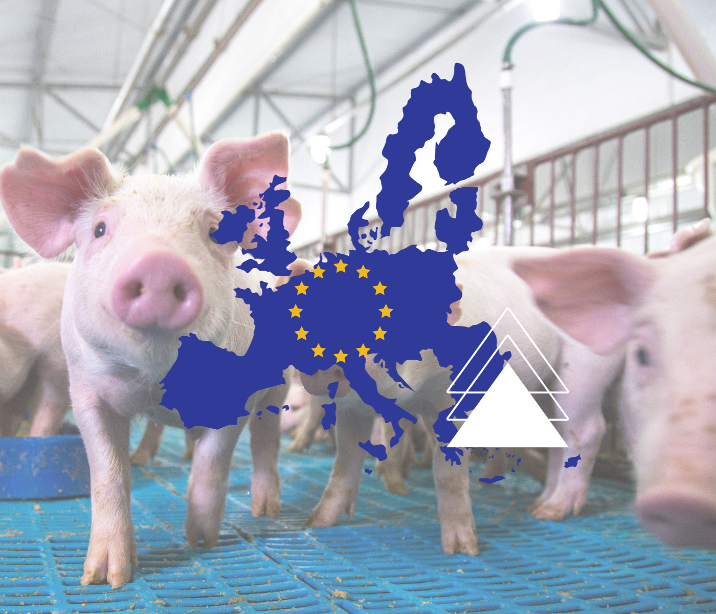 Los casos de PPA en cerdos domésticos en Europa siguen aumentando