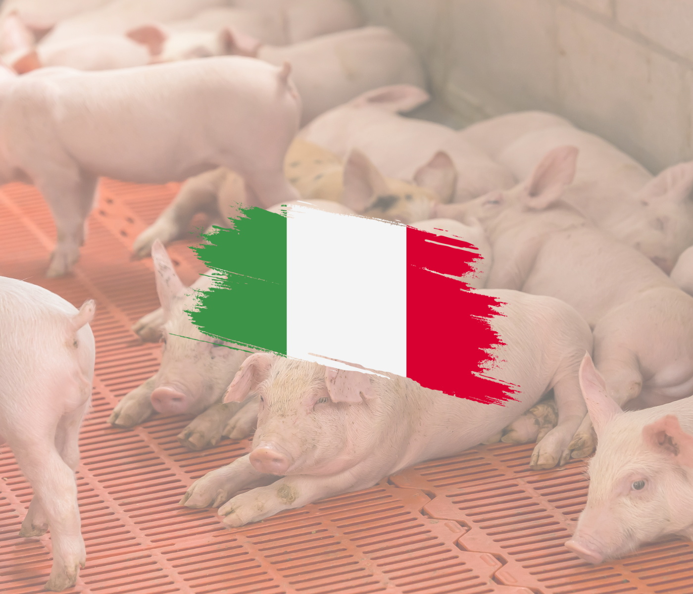 Más de 30.000 cerdos sacrificados en Italia para frenar el avance de la PPA