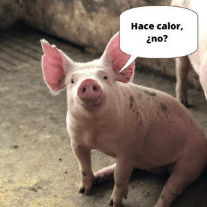 Lenguaje de Cerdos