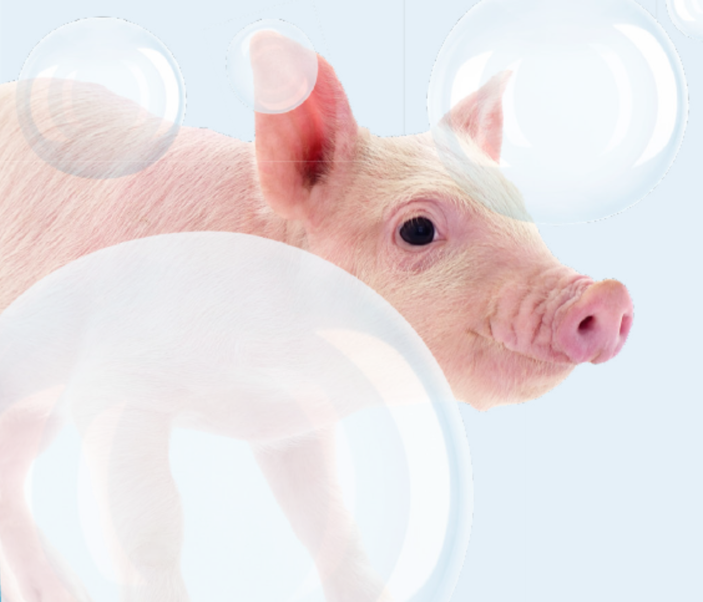 Maximizando la eficacia de limpieza & desinfección en planteles de producción porcina