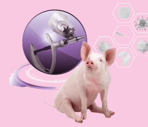 Optimización de los protocolos vacunales en la producción porcina