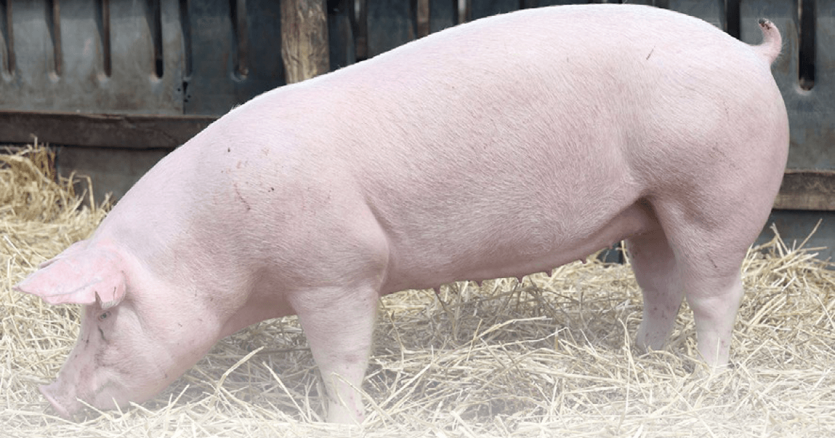 Stimucel - Solución eficaz frente a la ausencia o retraso de celo