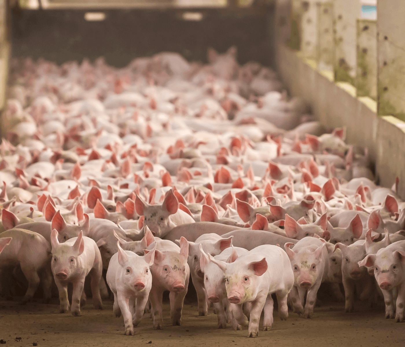 Custos de produção de suínos caem em agosto