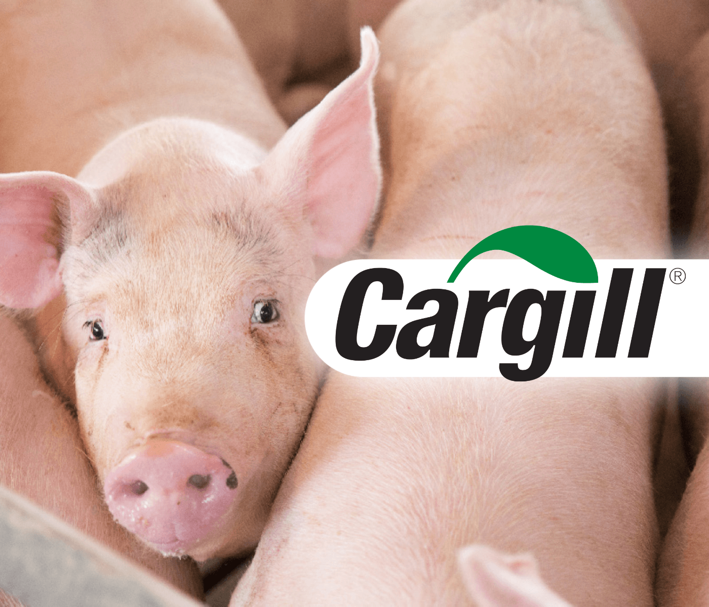 Cargill lança UTMOST®, pacote de soluções para melhoria comprovada da conversão alimentar e rentabilidade nas fases de crescimento e terminação de suínos