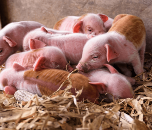 Abordaje del fallo reproductivo en el ganado porcino