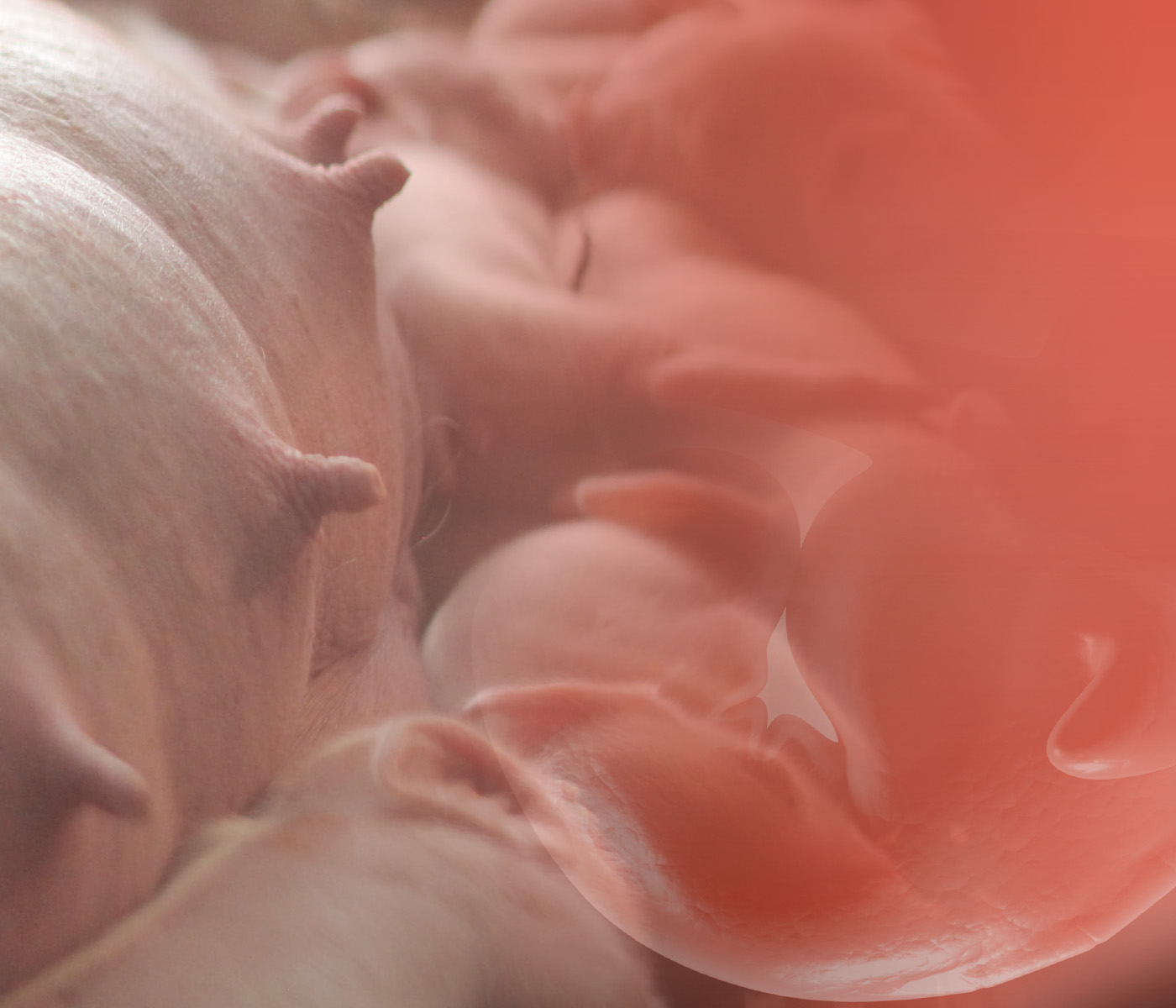 Placenta: conhecendo o seu papel na determinação do peso de fetos machos e fêmeas – Parte II