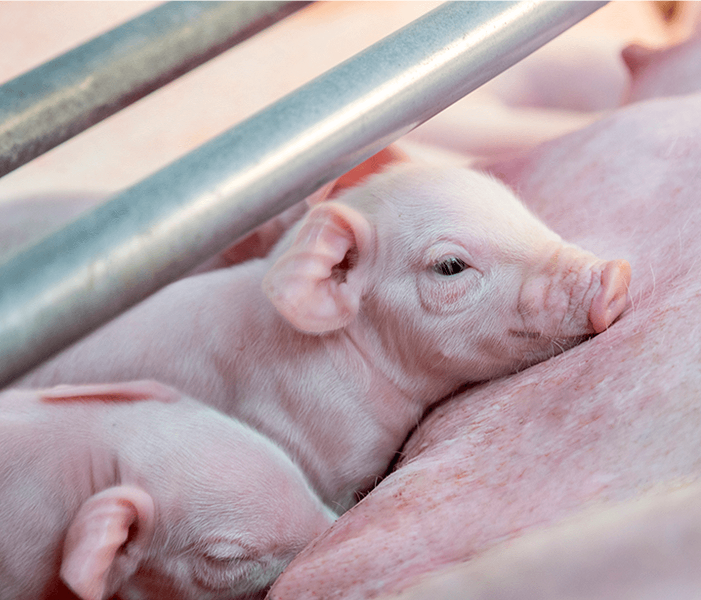 MSD Animal Health obtiene registro de nuevo kit de progesterona para mejorar la reproducción porcina