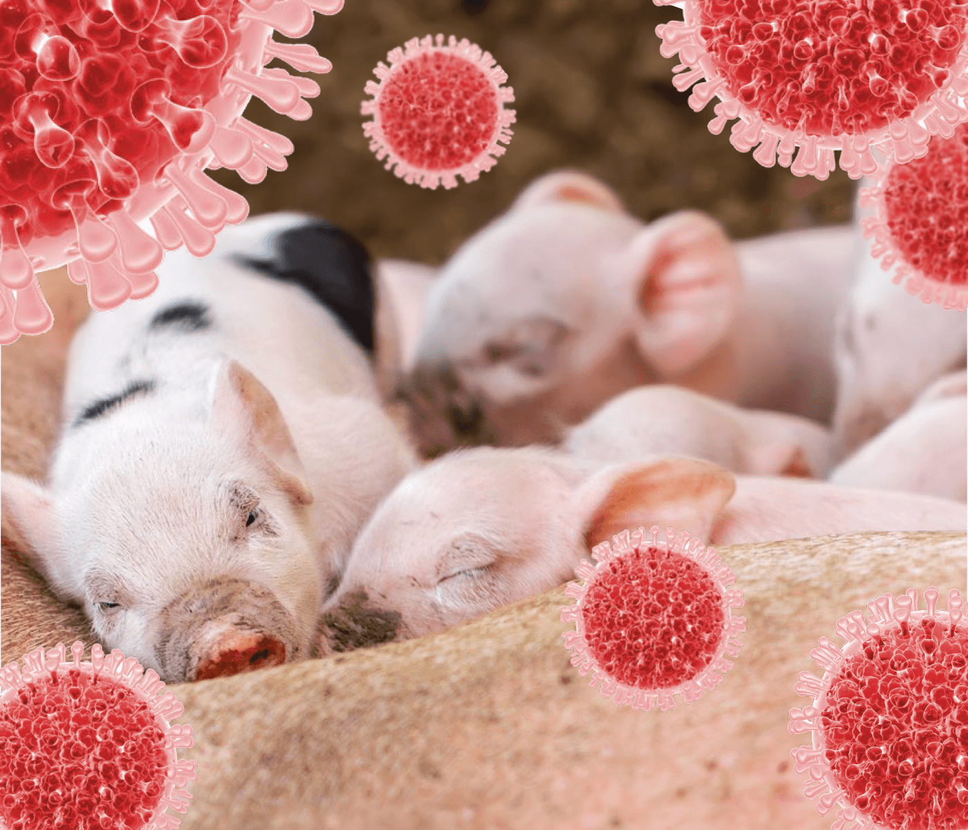 Rotavirus en el ganado porcino