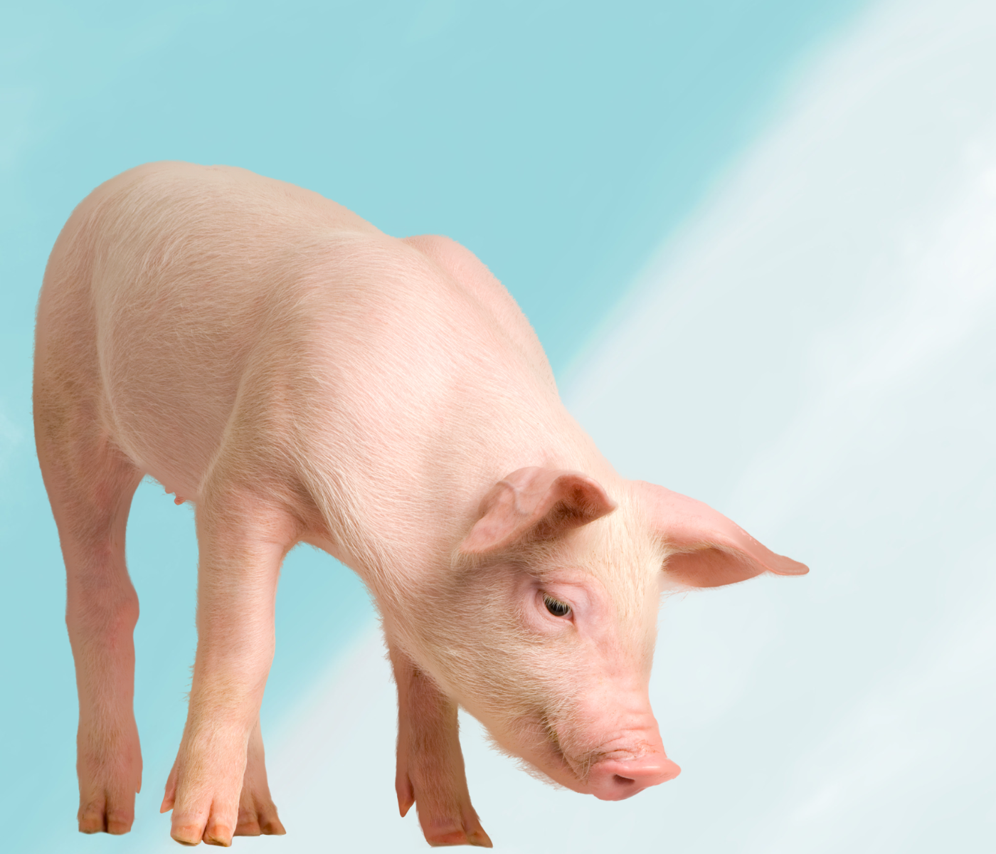 Sacrificio humanitario en cerdos: métodos