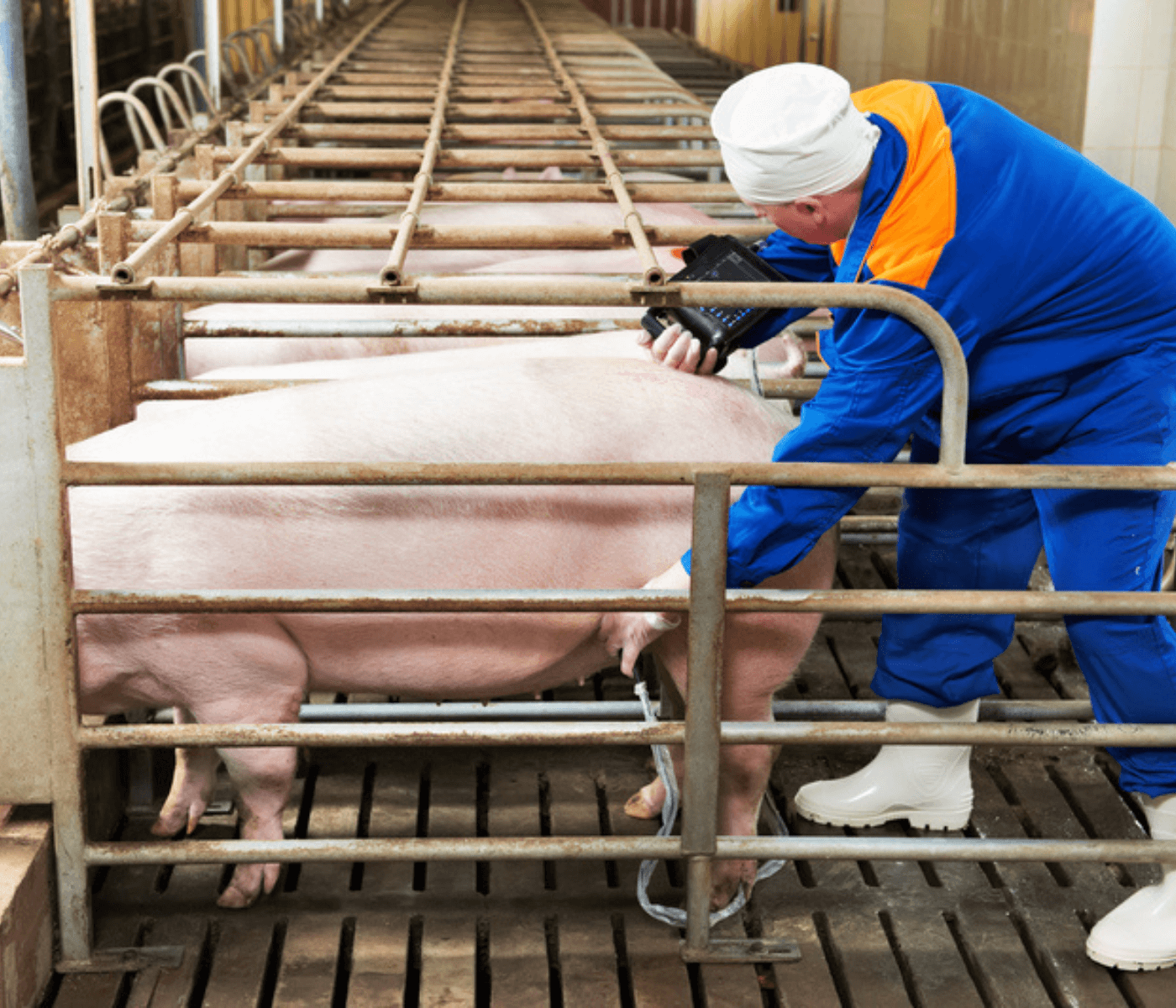 Ecografía en Reproducción Porcina: Avances y Aplicaciones