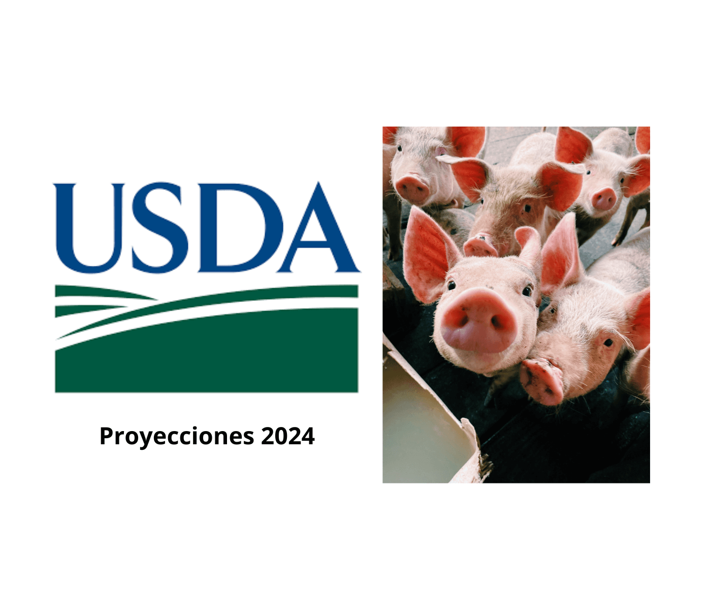 Panorama 2024 de la Industria Porcina: Producción y Comercio