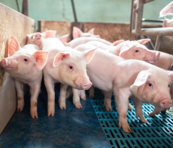 La OMSA advierte a las Autoridades Veterinarias y a la industria porcina del riesgo que supone el uso de vacunas de calidad inferior.