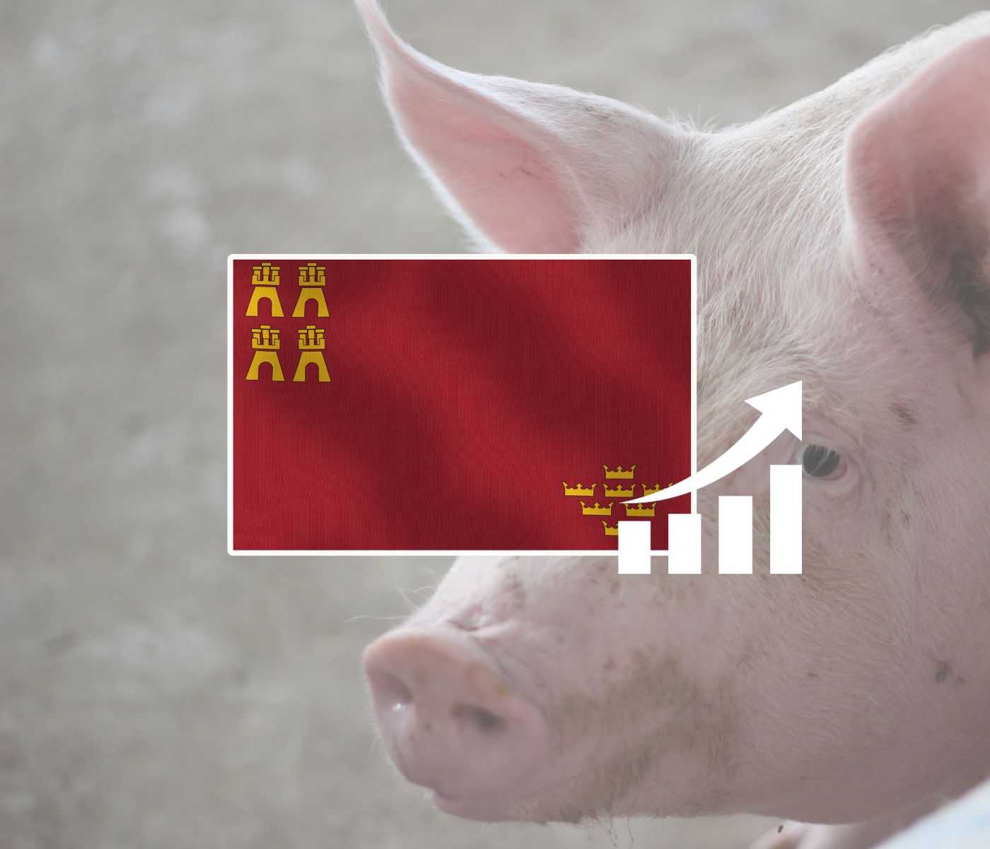 Murcia se convierte en una de las zonas líderes del sector porcino en España