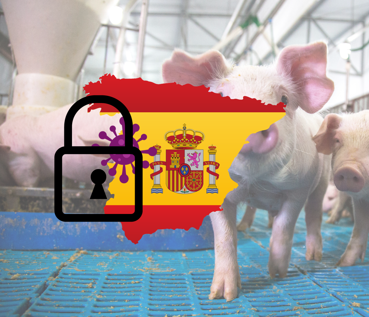¿Cómo se blinda España contra la Peste Porcina Africana?