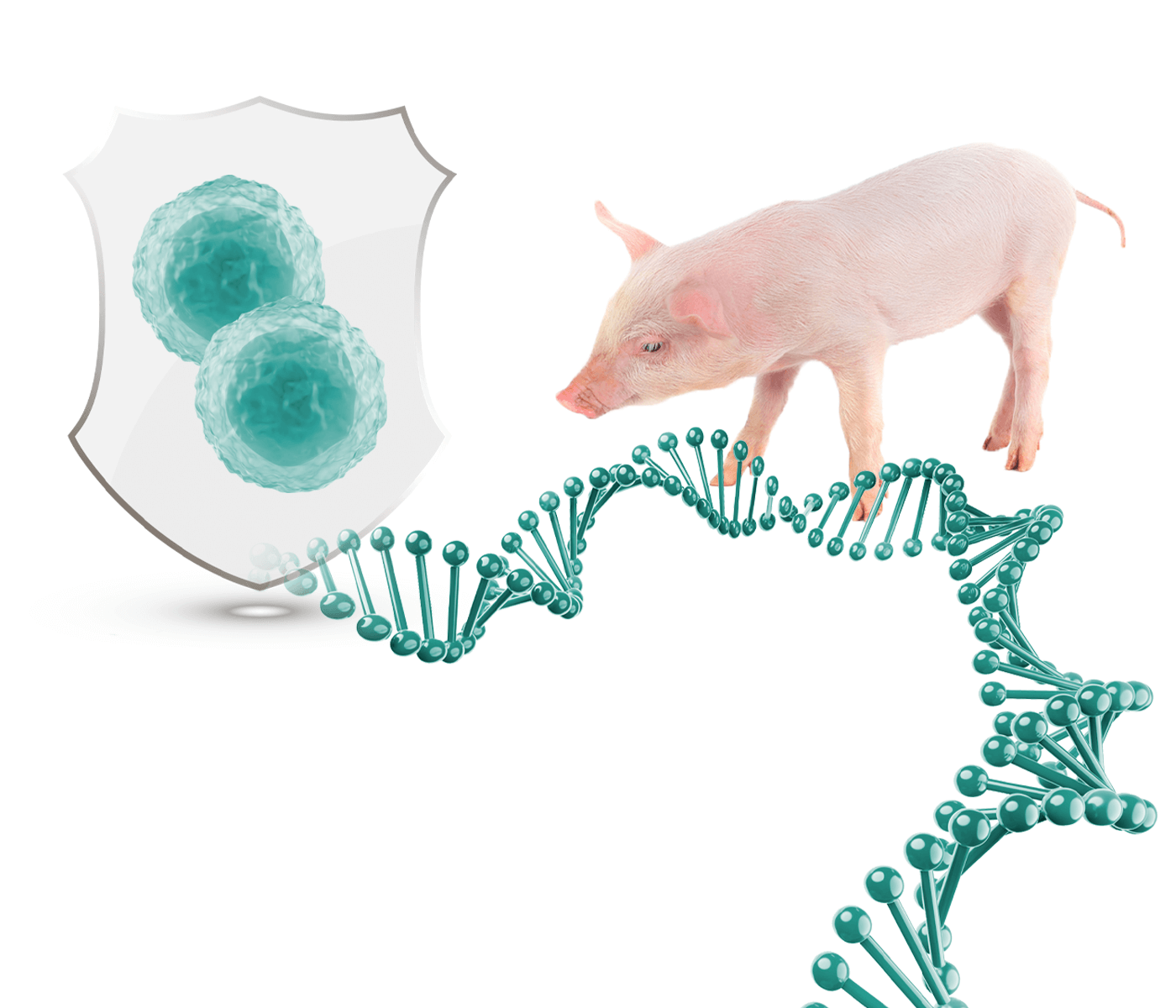 Identificación de marcadores genéticos de células linfocitarias para mejorar la robustez y resistencia a enfermedades en cerdos