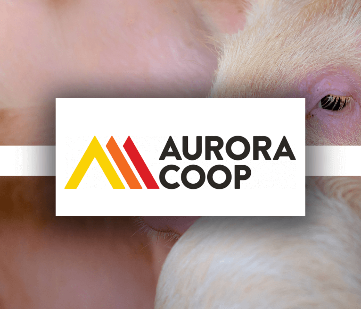 Aurora Coop lança novos manuais de suinocultura