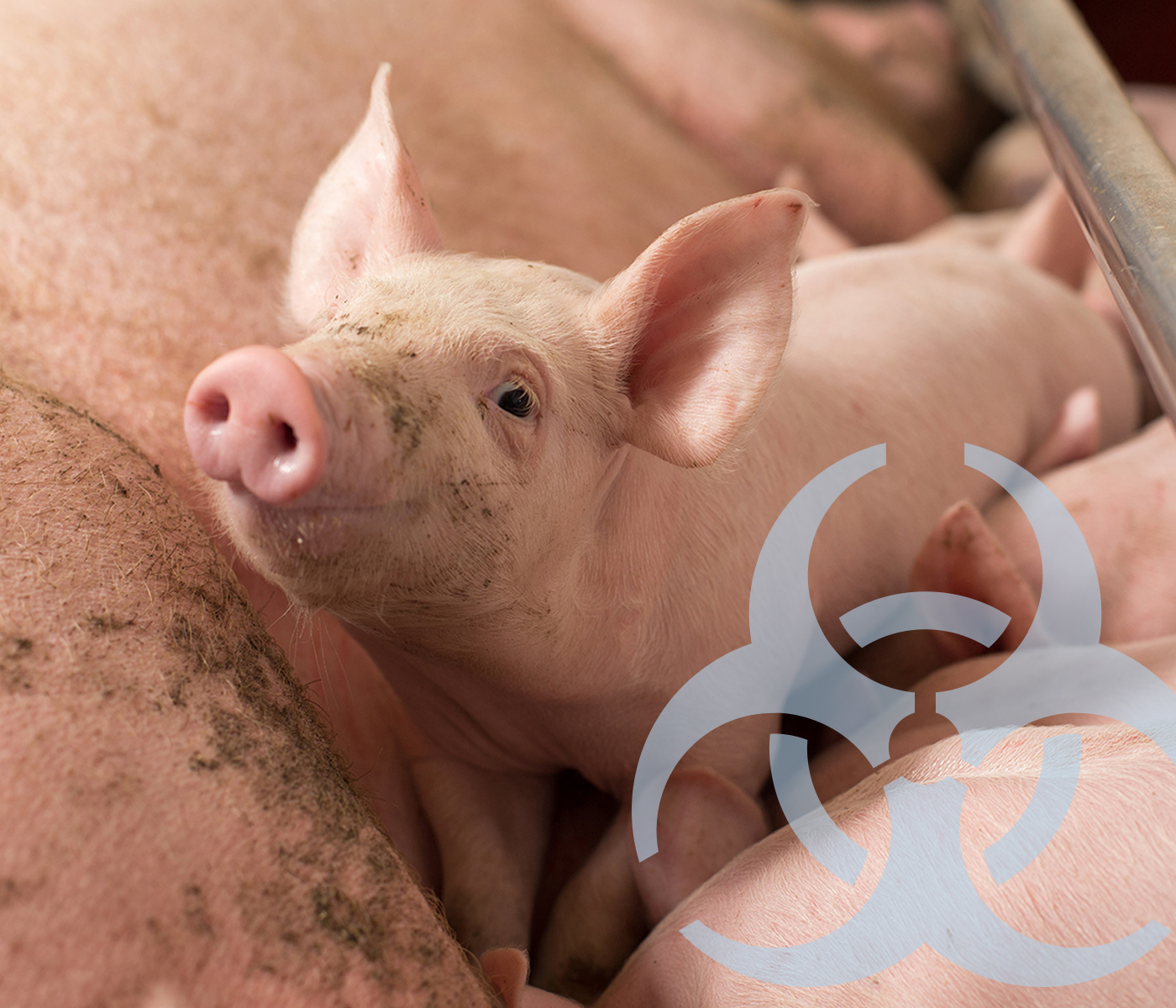 El reto más célebre de la industria porcina – Disentería porcina