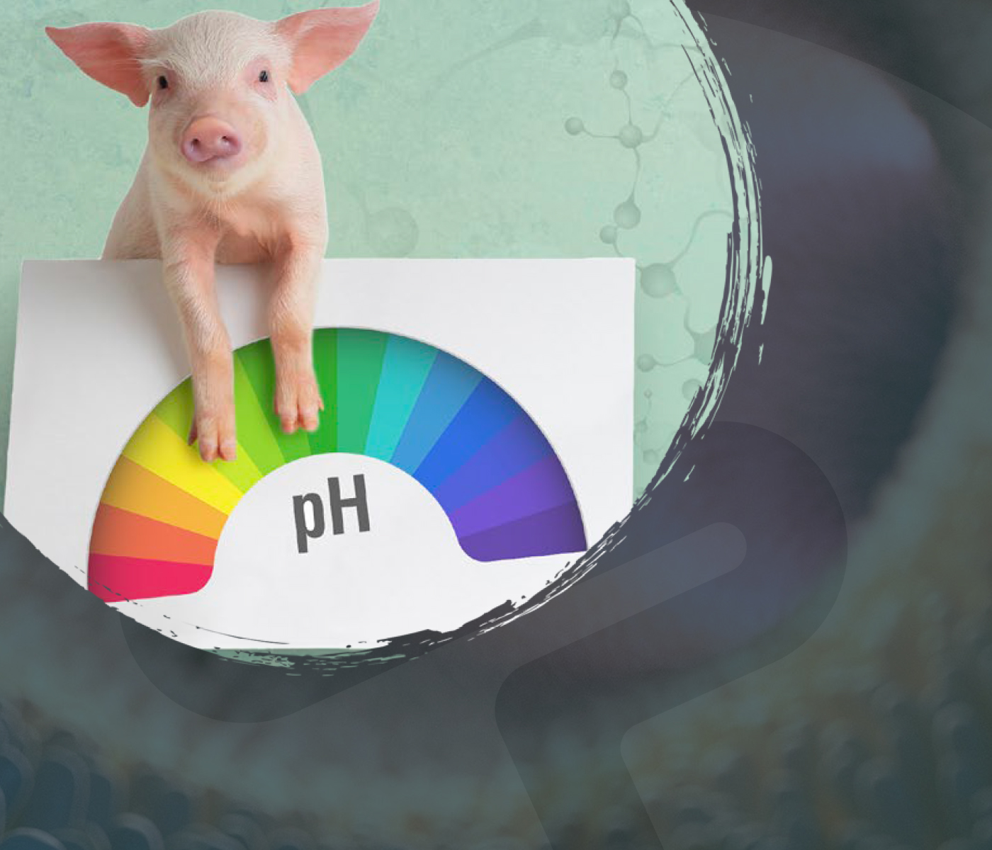 El papel de los acidificantes en la salud intestinal porcina