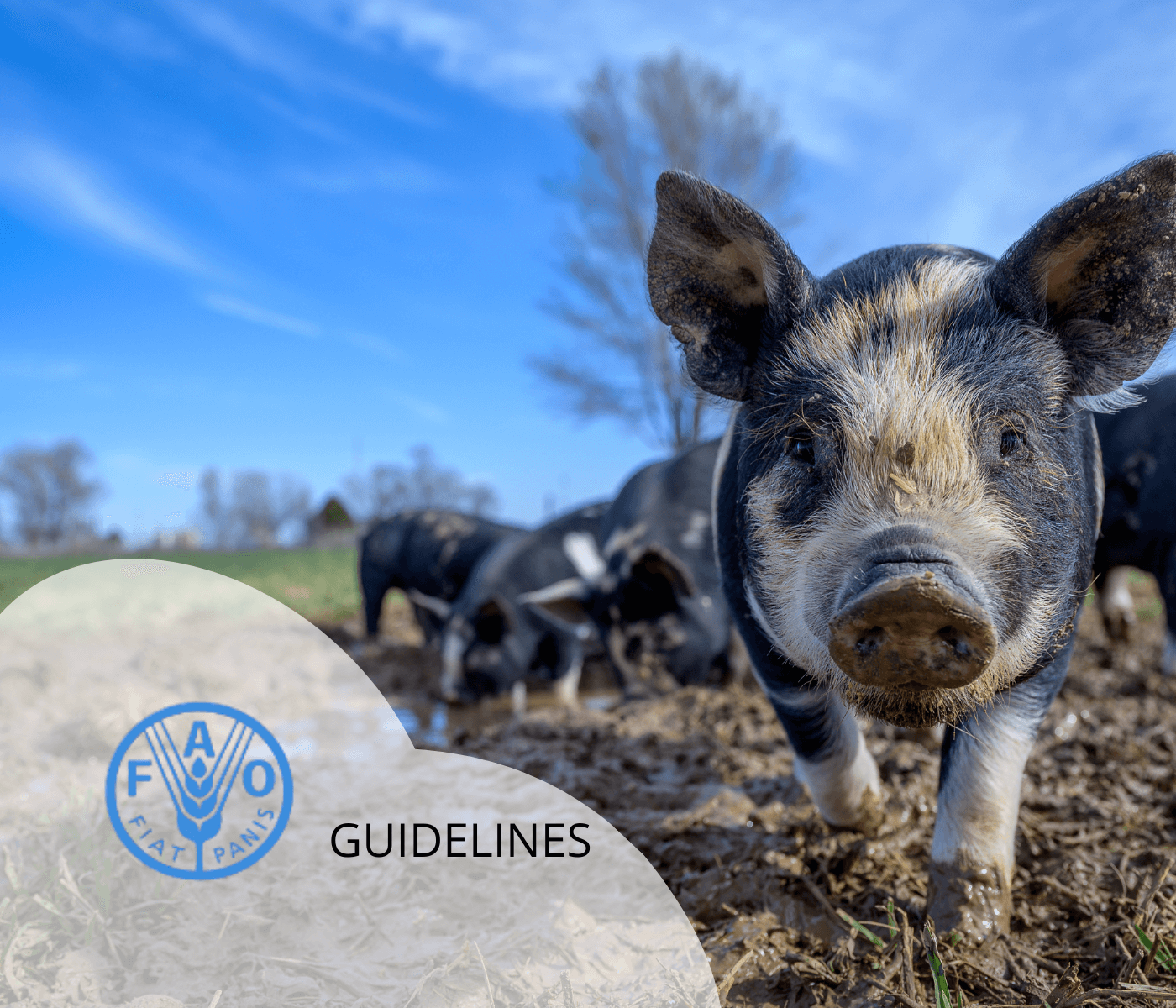 FAO y Peste Porcina Africana: Nuevas directrices para combatirla