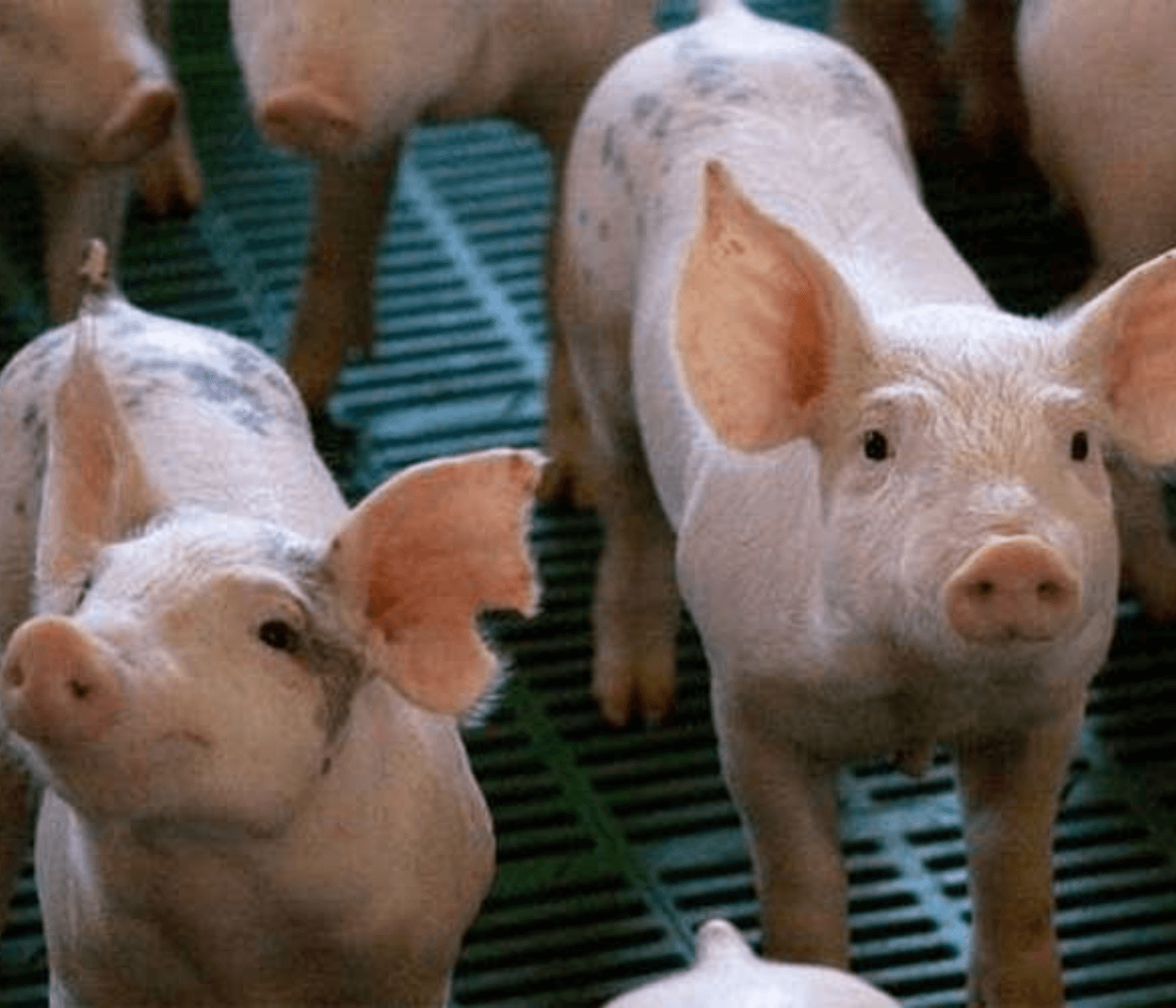 Bioseguridad Porcina: Medidas Clave para Proteger la Producción