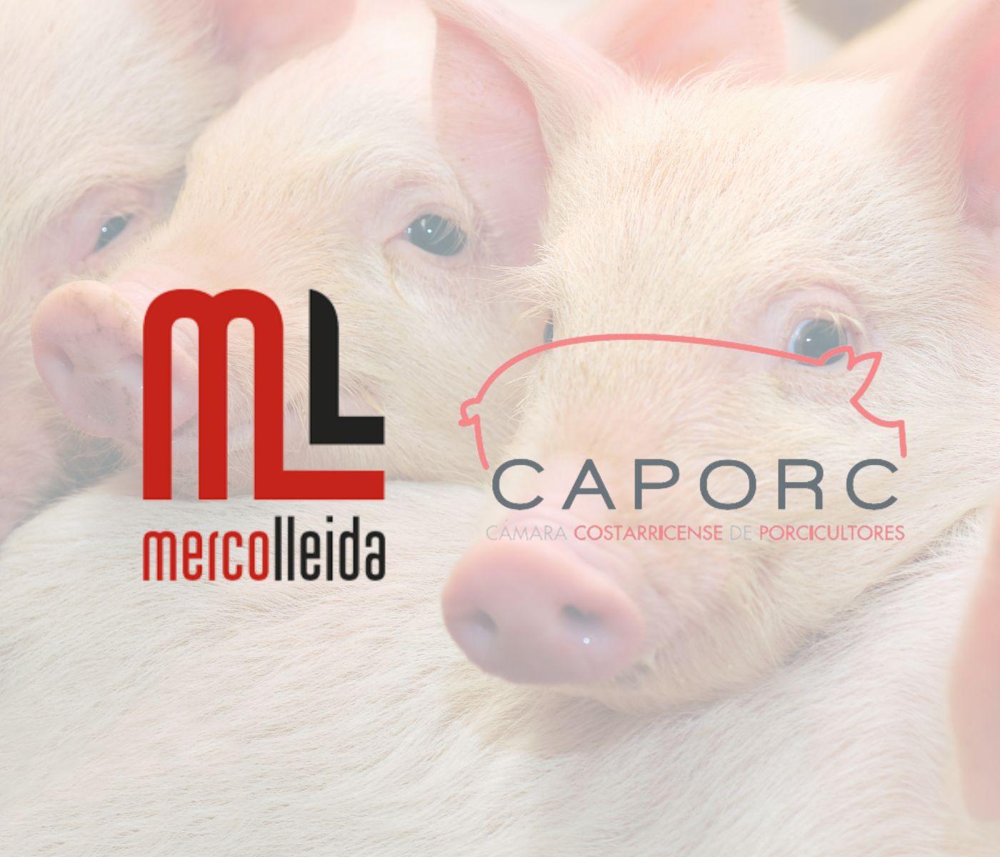 El modelo de mercado porcino de Mercolleida, exportado a Costa Rica