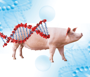 Últimos avances en la mejora genética porcina: mejora de la...