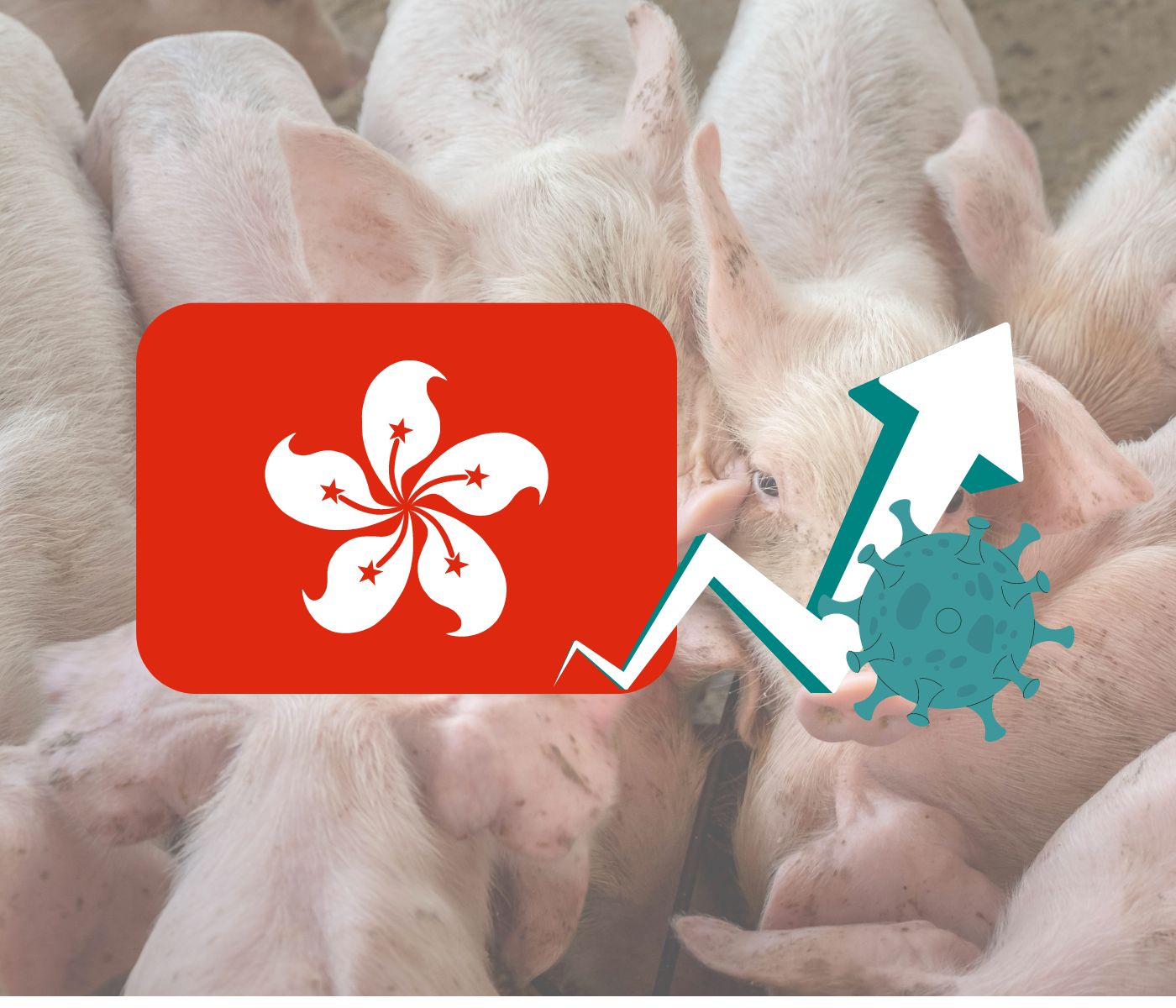Hong Kong sacrificará 900 cerdos debido a un brote de Peste Porcina Africana