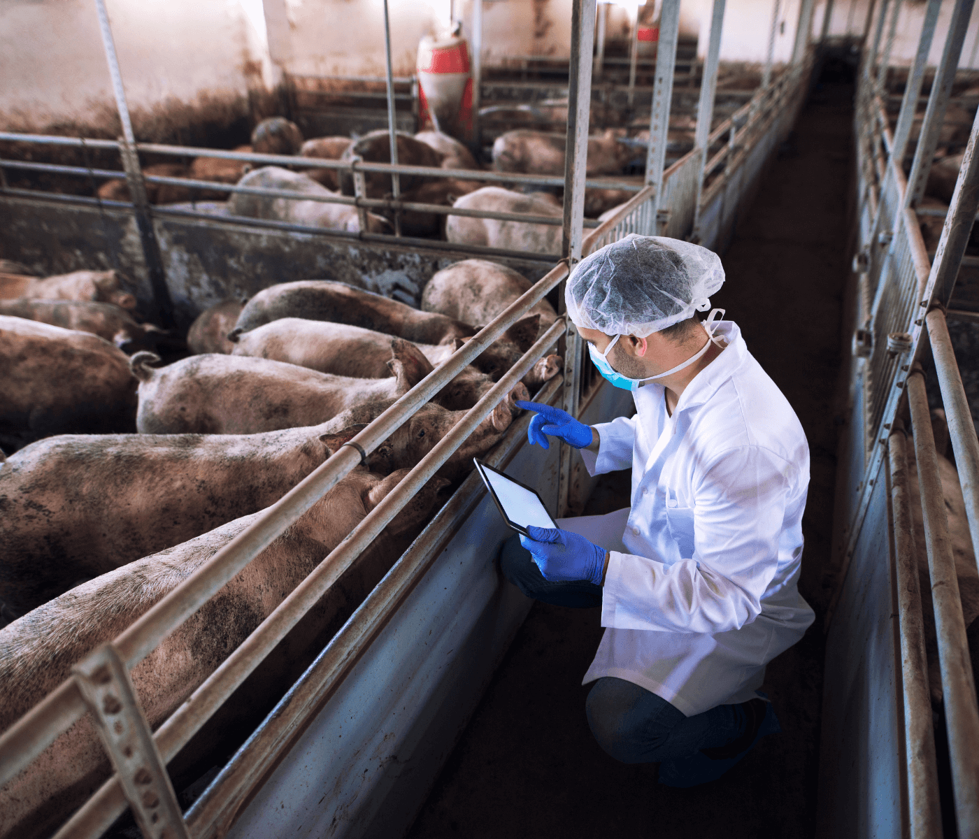 Guía Aujeszky en porcinos: Diagnóstico, Estrategias y bioseguridad