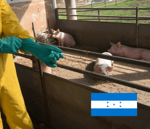 Peste Porcina Clásica: Honduras avanza en camino a ser libre