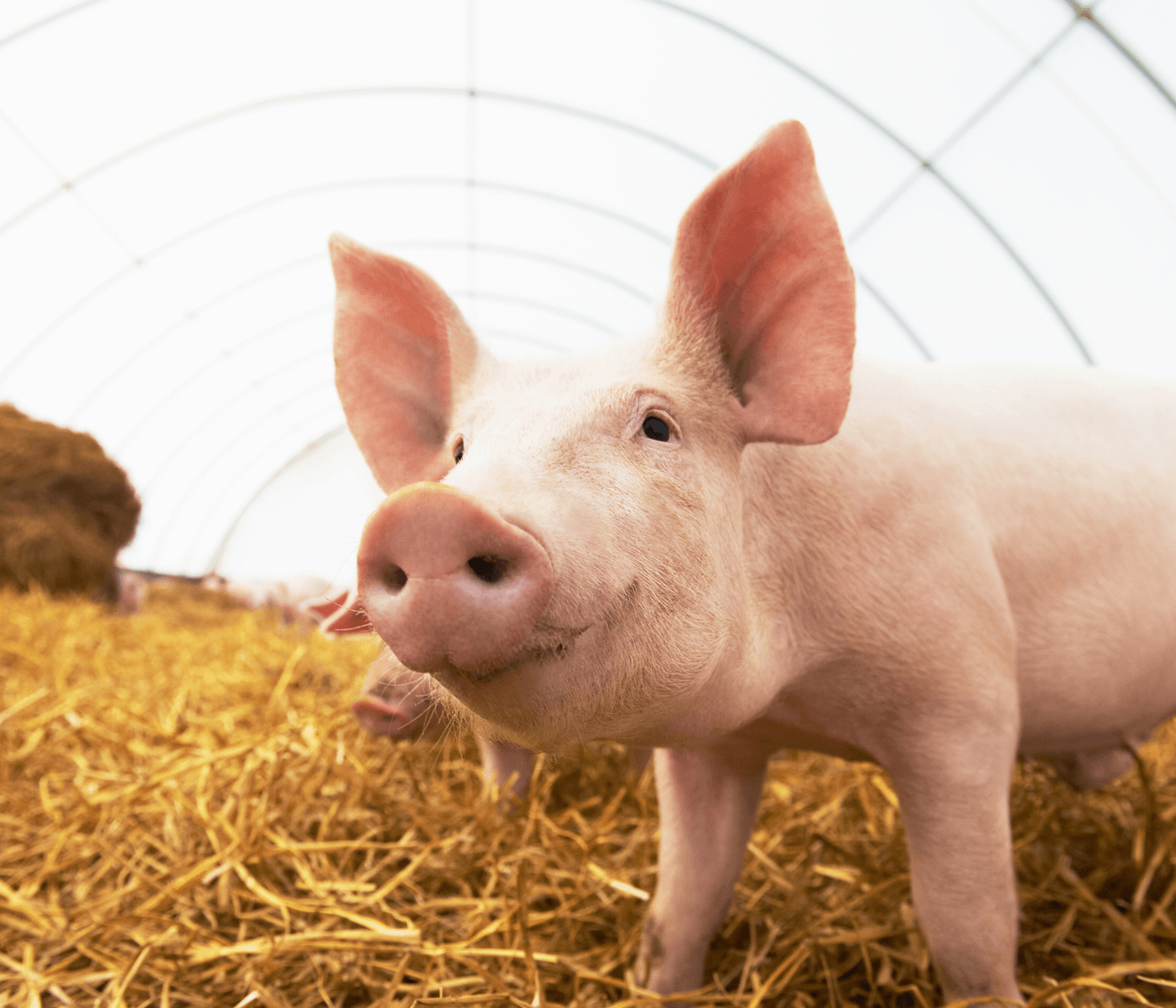Sector Porcino: Pilar Esencial para la Nutrición