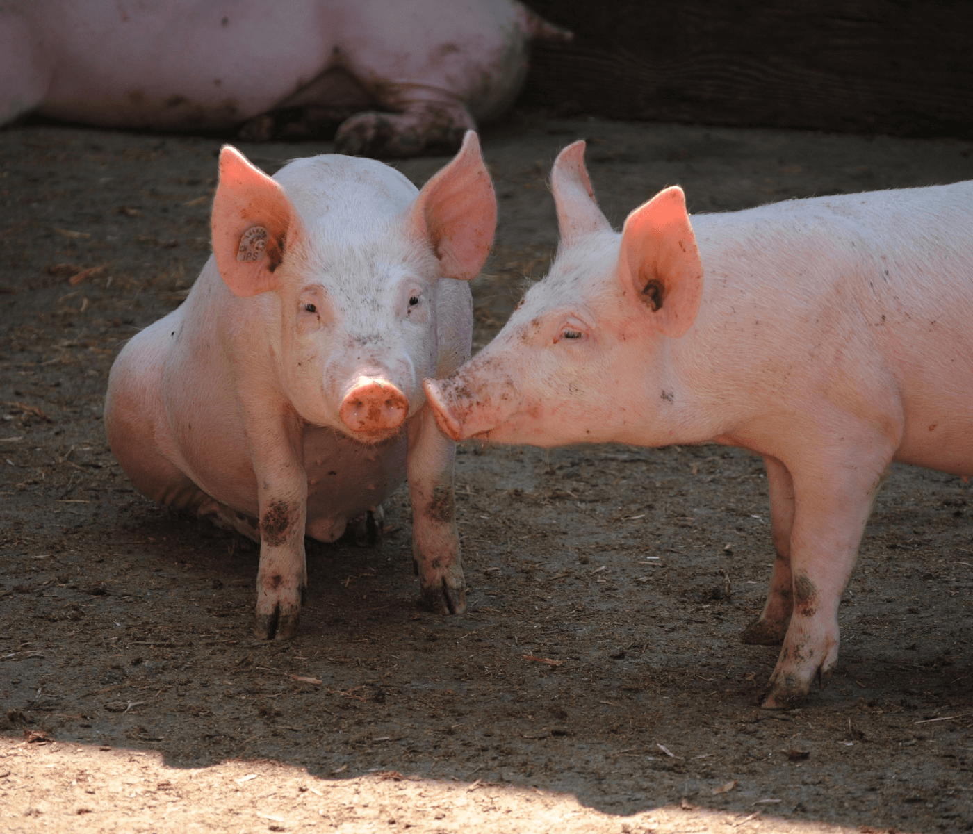 Streptococcus en cerdos: Comprendiendo los desafíos productivos