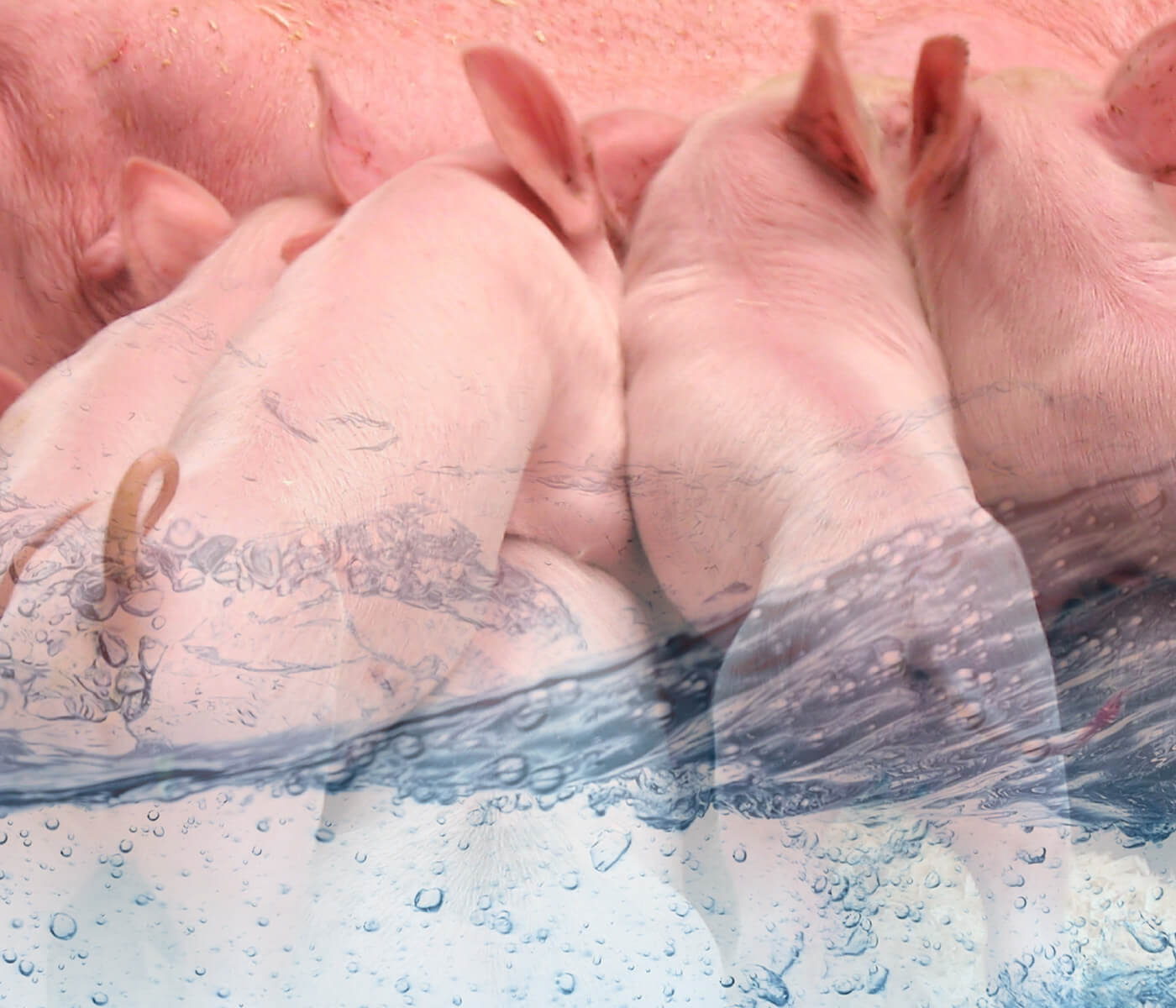 Uso de ácidos orgânicos via água de bebida para porcas e leitões na maternidade e seu impacto no desempenho da creche