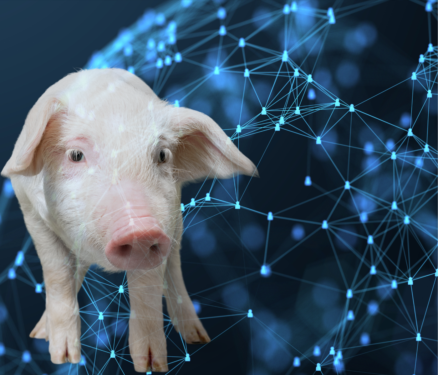 Inteligencia artificial: ¿Podrá mejorar la calidad de vida de los cerdos?