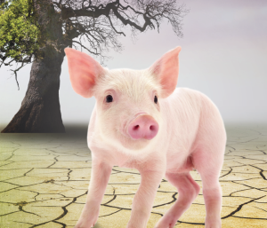 Cambio climático y aprovechamiento de nutrientes en el cerdo: ¿Se...