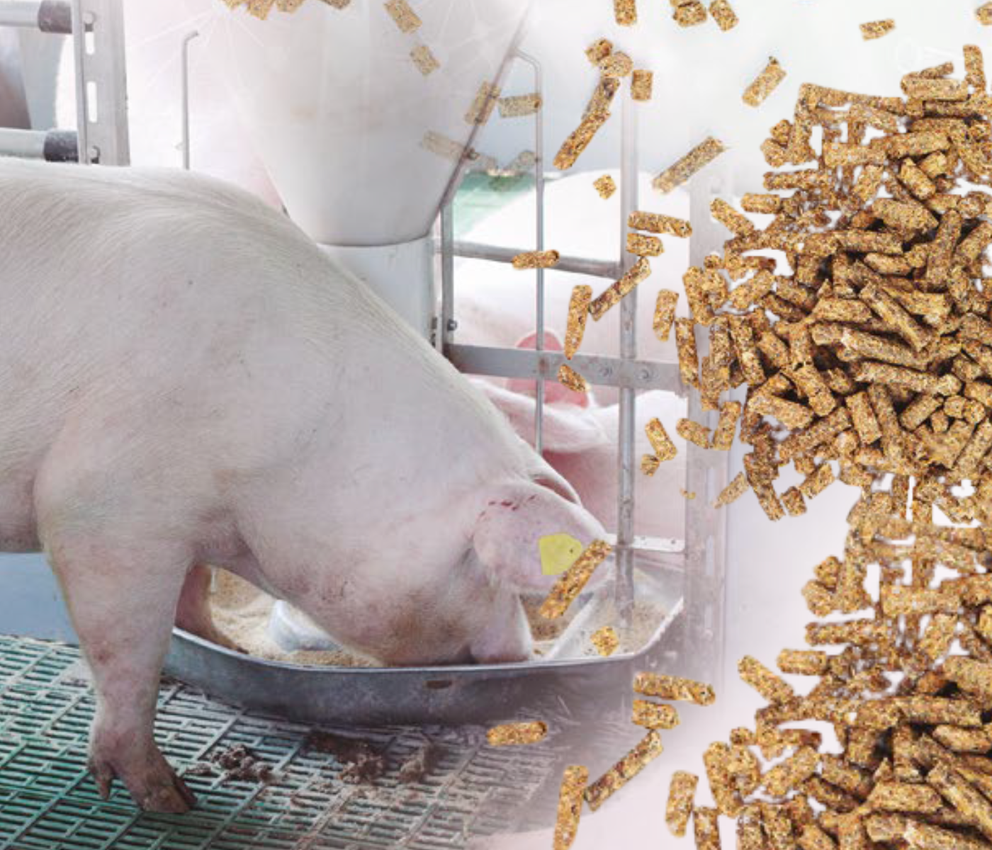 Qual fibra usar nas dietas de porcas gestantes?
