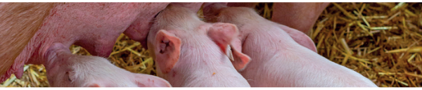 Uso de ácidos orgânicos via água de bebida para porcas e leitões na maternidade e seu impacto no desempenho da creche