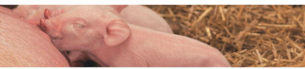 Parto prolongado, sobrevivência comprometida: evidências do impacto da cinética do parto sobre a asfixia neonatal