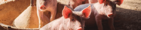 China suspende proibição de cinco anos de suínos belgas devido à peste suína africana 