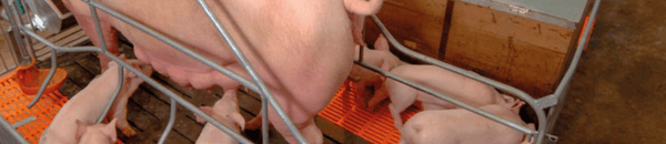 Impacto das lesões no aparelho reprodutor das porcas