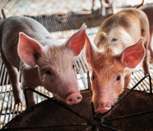 Pigtionary 2024: Eleva tu conocimiento en Nutrición Porcina
