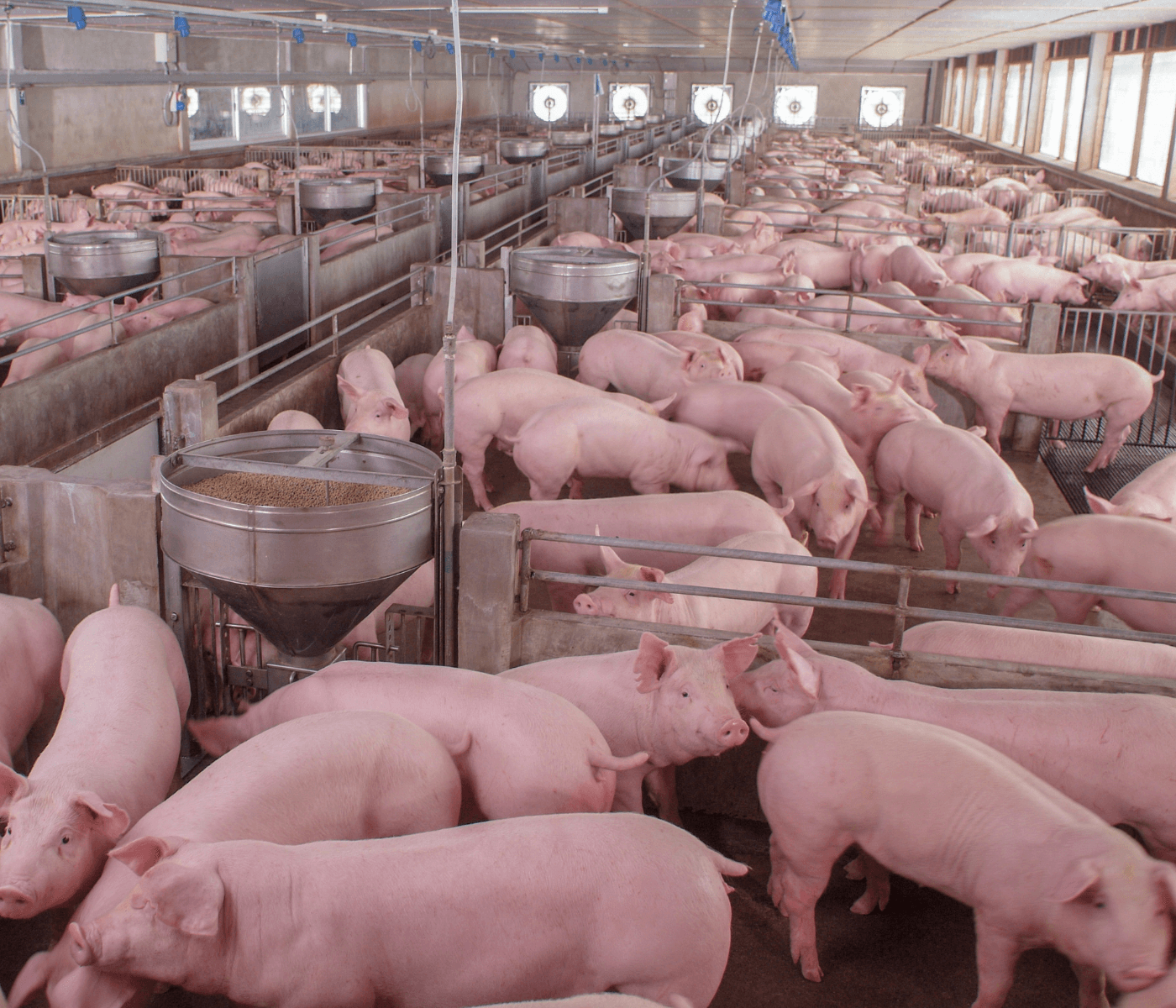 Desafíos y Estrategias claves en producción porcina