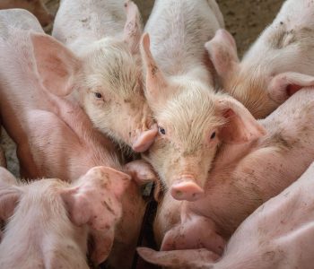 Aragón fabrica el 20% de la producción porcina nacional y aloja más cerdos que cualquier otra región del país español.