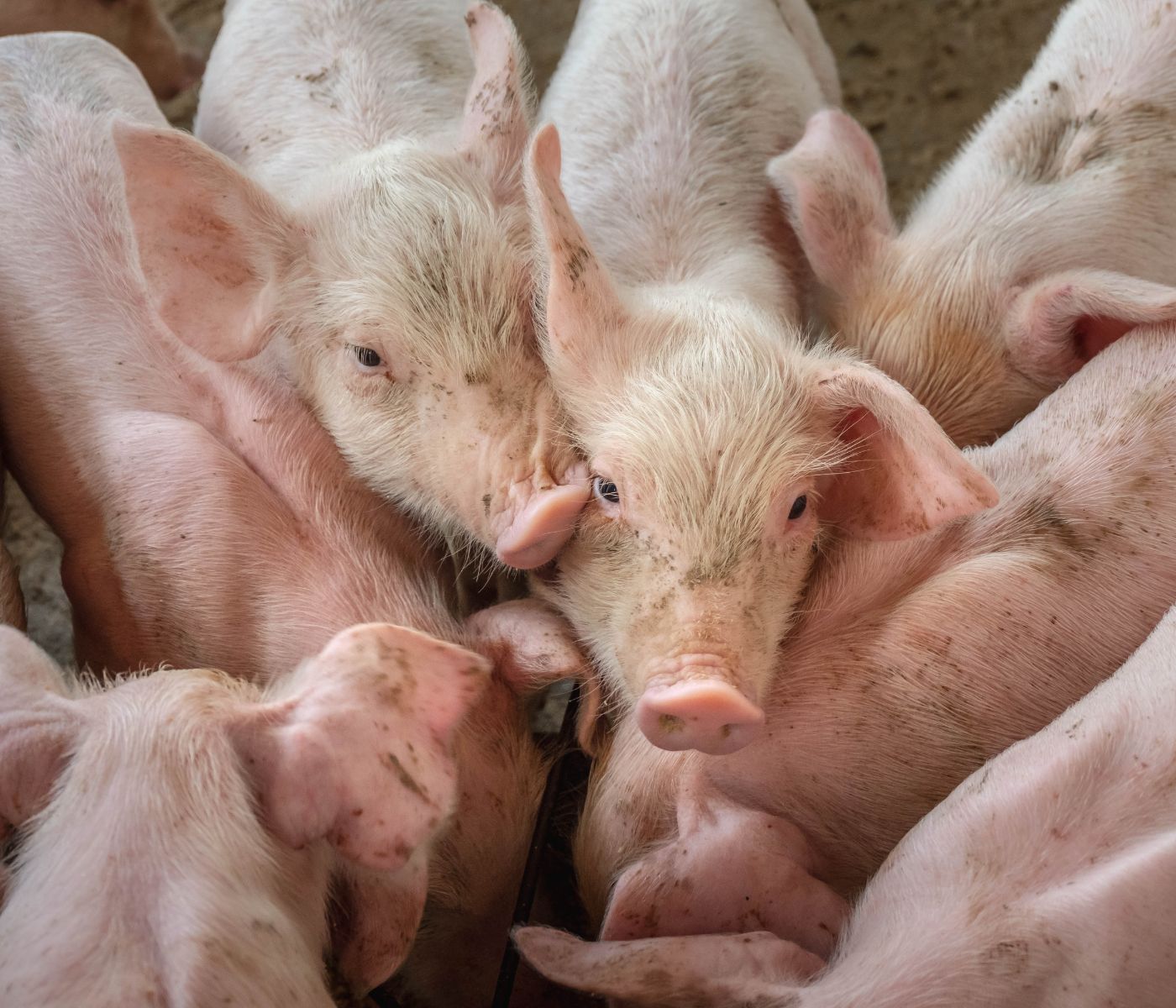 Aragón se posiciona en el podio de la producción porcina española