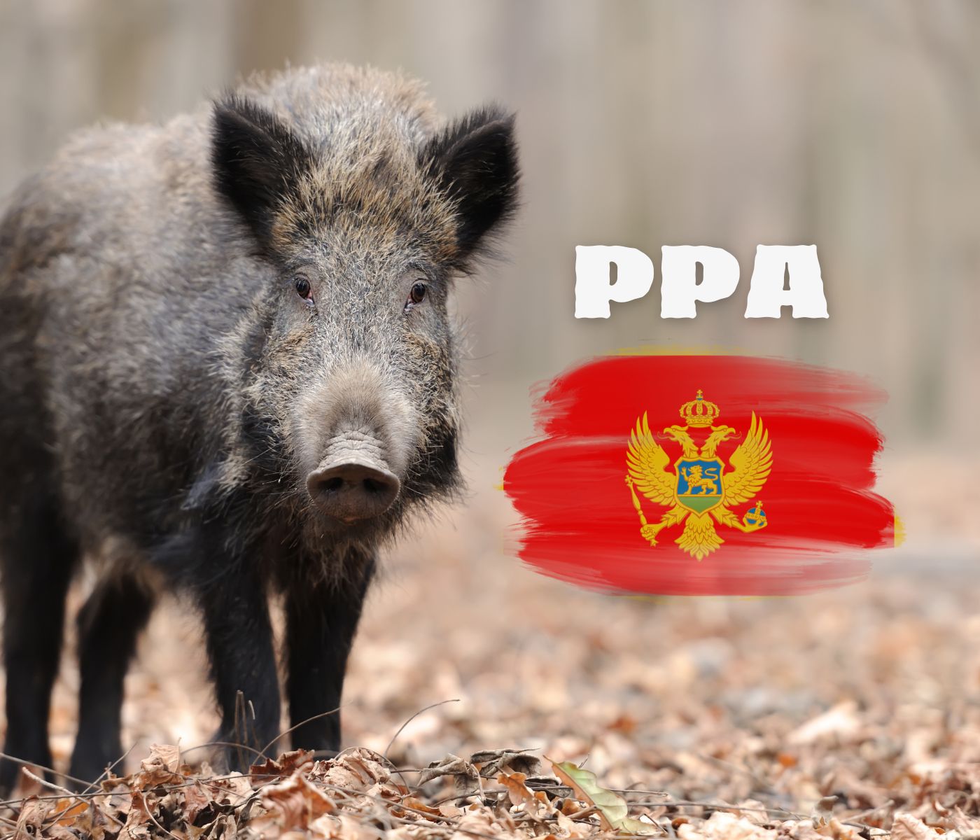 Confirmado el primer caso de PPA en Montenegro