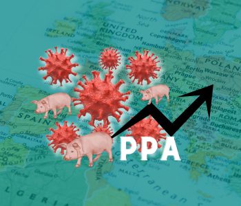 La propagación de la Peste Porcina Africana avanza en Europa y los casos reportados se han disparado hasta alcanzar un total de 12.121 brotes.