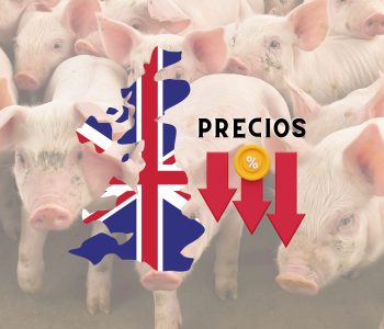 El sector porcino en el Reino Unido: Los precios siguen a la baja y surgen nuevos desafíos en relación con la producción y el comercio.