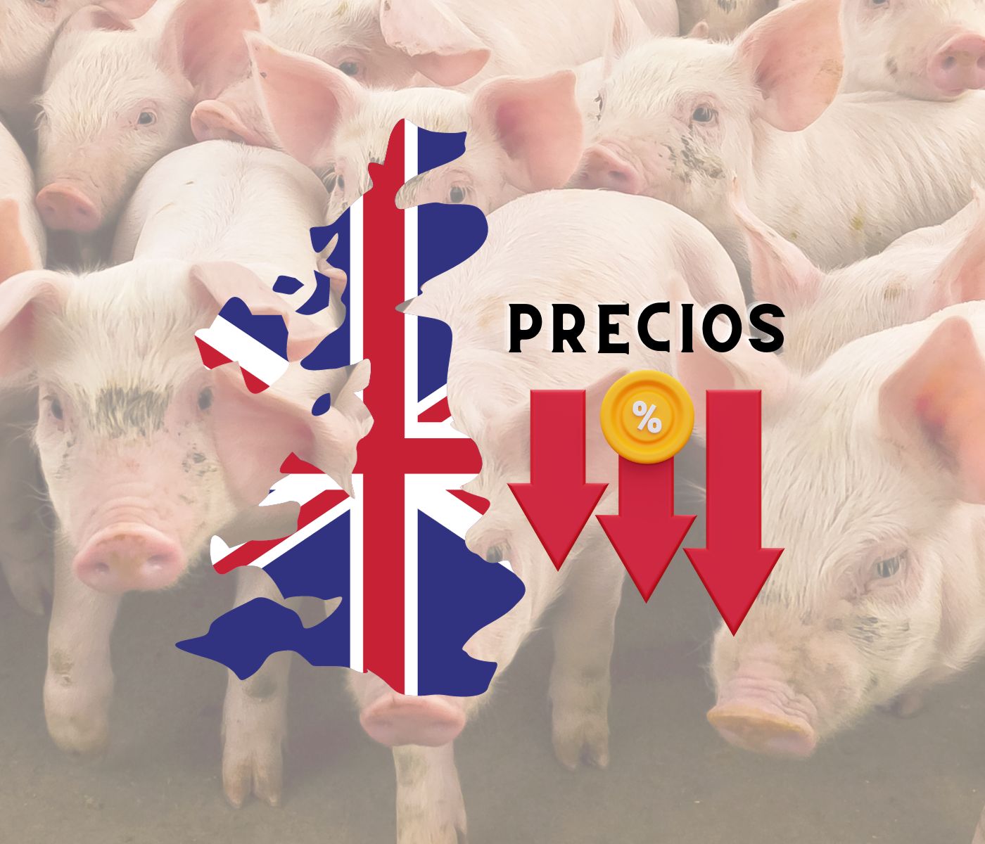 ¿En qué situación se encuentra el sector porcino en el Reino Unido?