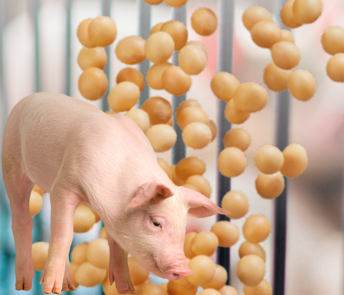 Visión actual del uso de la soya en dietas para cerdos